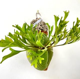 て*げ様 ビカクシダ　リドレイ　ワイルド　ボルネオ ビカクシダ（コウモリラン）：リドレイセンターボルネオワイルド